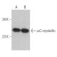 αC-crystallin Antibody (H-5) - Western Blotting - Image 367097