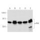 western blotting image from recommended αPAK (A-6) monoclonal antibody replacement. Image 354845