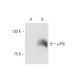 αPIX Antibody (2E5) - Western Blotting - Image 347602 