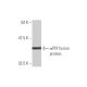 αPIX Antibody (2E5) - Western Blotting - Image 349002