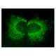 ALR Antibody (C-3) - Immunofluorescence - Image 159707 