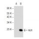 ALR Antibody (C-3) - Western Blotting - Image 145614