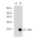 ALR Antibody (E-7) - Western Blotting - Image 145612 