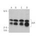 ALR Antibody (E-7) - Western Blotting - Image 364376
