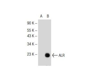 ALR Antibody (E-7) - Western Blotting - Image 145612
