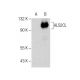 ALS2CL Antibody (E-8) - Western Blotting - Image 282601