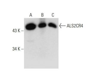 ALS2CR4 Antibody (G-8) - Western Blotting - Image 325175
