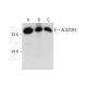 ALS2CR4 Antibody (G-8) - Western Blotting - Image 325175