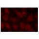 ALX1 Antibody (96K) - Immunofluorescence - Image 135680
