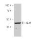 ALX1 Antibody (96K) - Western Blotting - Image 53915 