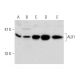 ALX1 Antibody (96K) - Western Blotting - Image 138559 
