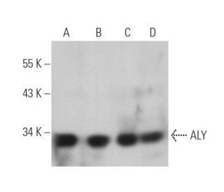 ALY Antibody (11G5) - Western Blotting - Image 374477 