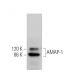 AMAP-1 Antibody (E-5) - Western Blotting - Image 372122 