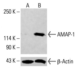 AMAP-1 Antibody (E-5) - Western Blotting - Image 414965 