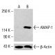 AMAP-1 Antibody (E-5) - Western Blotting - Image 414965 