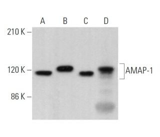 AMAP-1 Antibody (G-9) - Western Blotting - Image 379460 