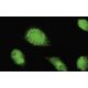 AMBP Antibody (532) - Immunofluorescence - Image 35502