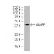AMBP Antibody (532) - Western Blotting - Image 33598 