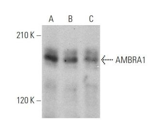 AMBRA1 Antibody (G-6) - Western Blotting - Image 359950 
