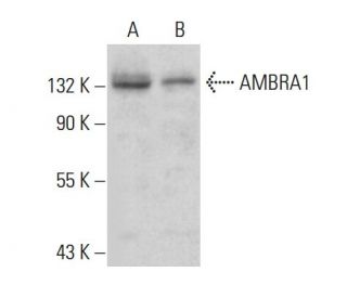 AMBRA1 Antibody (G-6) - Western Blotting - Image 375433 