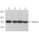 This polyclonal antibody has been discontinued. See our recommended <a href="amcase-antibody-e-11">AMCase (E-11)</a> monoclonal antibody (sample data shown). western blotting image from recommended AMCase (E-11) monoclonal antibody replacement. Image 383804