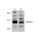 AMDHD1 Antibody (F-3) - Western Blotting - Image 348605