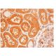 Ameloblastin Antibody (H-2) - Immunohistochemistry - Image 313278 
