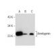 western blotting image from recommended Amelogenin (F-11) monoclonal antibody replacement. Image 160734