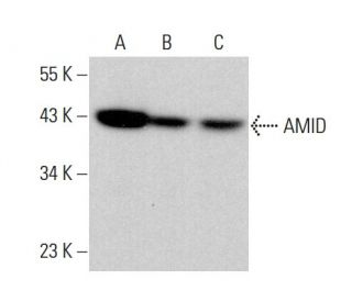 AMID/AIFM2/FSP1 Antibody (B-6) - Western Blotting - Image 378725Each CRISPR/Cas9 Knockout (KO) Plasmid product consists of a pool of 3 plasmids designed to ensure identification and cleavage of a specific gene for maximum knockout efficiency. Each plasmid encodes a unique 20 nt sequence derived from the GeCKO (v2) library. 