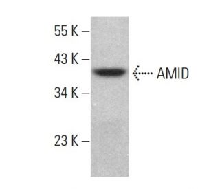 AMID/AIFM2/FSP1 Antibody (B-6) - Western Blotting - Image 383711 