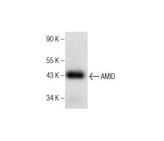 AMID/AIFM2/FSP1 Antibody (E-1) - Western Blotting - Image 164527 