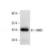 AMID/AIFM2/FSP1 Antibody (E-1) - Western Blotting - Image 164527 