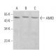 AMID/AIFM2/FSP1 Antibody (E-1) - Western Blotting - Image 383710