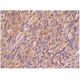 AMIGO1 Antibody (H-4) - Immunohistochemistry - Image 286451 