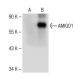 AMIGO1 Antibody (H-4) - Western Blotting - Image 150437 