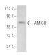 AMIGO1 Antibody (H-4) - Western Blotting - Image 368970
