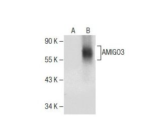 AMIGO3 Antibody (C-8) - Western Blotting - Image 282537