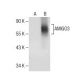 AMIGO3 Antibody (C-8) - Western Blotting - Image 282537