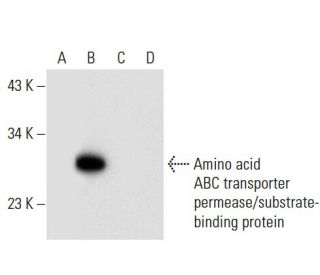 Amino acid-binding ABC transporter Antibody (B-6) - Western Blotting - Image 300595
