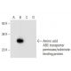 Amino acid-binding ABC transporter Antibody (B-6) - Western Blotting - Image 300595