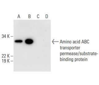 Amino acid-binding ABC transporter Antibody (E-5) - Western Blotting - Image 299357 