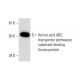 Amino acid-binding ABC transporter Antibody (E-5) - Western Blotting - Image 299356