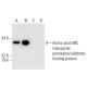 Amino acid-binding ABC transporter Antibody (E-5) - Western Blotting - Image 299357 