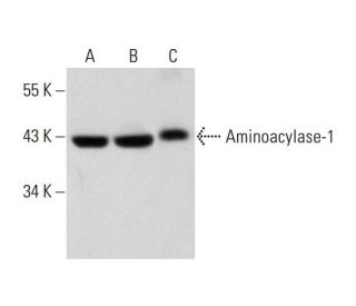 Aminoacylase-1 Antibody (A-5) - Western Blotting - Image 320461 