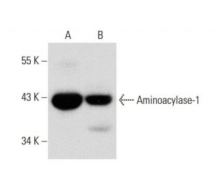 AntiAminoacylase1 Antibody (B1) SCBT Santa Cruz Biotechnology