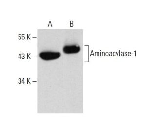 Aminoacylase-1 Antibody (B-1) - Western Blotting - Image 320460 