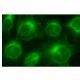 Aminoacylase-1 Antibody (B-4) - Immunofluorescence - Image 152334 