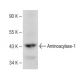 Aminoacylase-1 Antibody (B-4) - Western Blotting - Image 149615