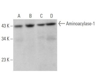 Aminoacylase-1 Antibody (B-4) - Western Blotting - Image 371357 
