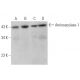 Aminoacylase-1 Antibody (B-4) - Western Blotting - Image 371357 